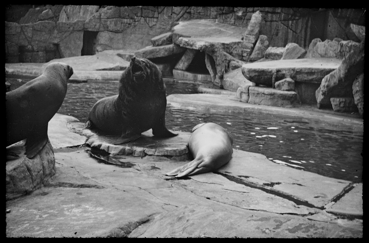 Sjøløver i en dyrepark.