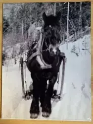 Tømmerkøyring med hest.