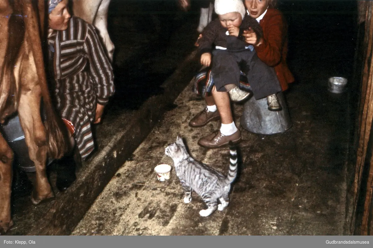 Katten ventar på "sildråpå" - søre Hyrvesetra på Nysetra. 
F.v.: Malene Klepp (f. Dagsgard 1929), Håkon Klepp (f. 1957) og Helen Klepp (f. 1948 g. Hole)