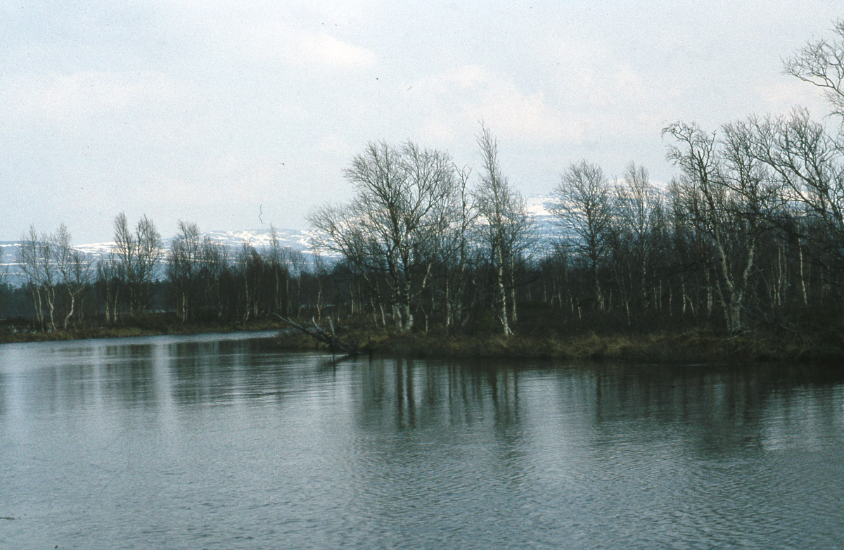 Elv, landskap Tufsingdalen 1983 Elv.Natur og landskap