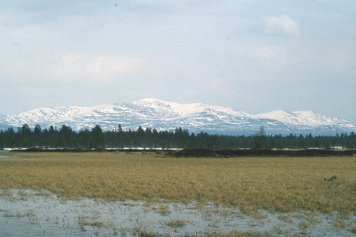 Elv, landskap Tufsingdalen 1983 Elv.Natur og landskap