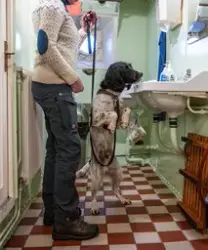 Polishundar och dess förare tränar sök på isbrytaren Sankt E