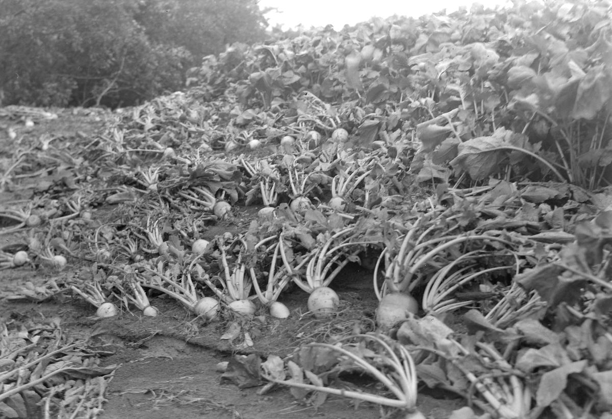 Ødeleggelser fra flommen i Gaula i 1940