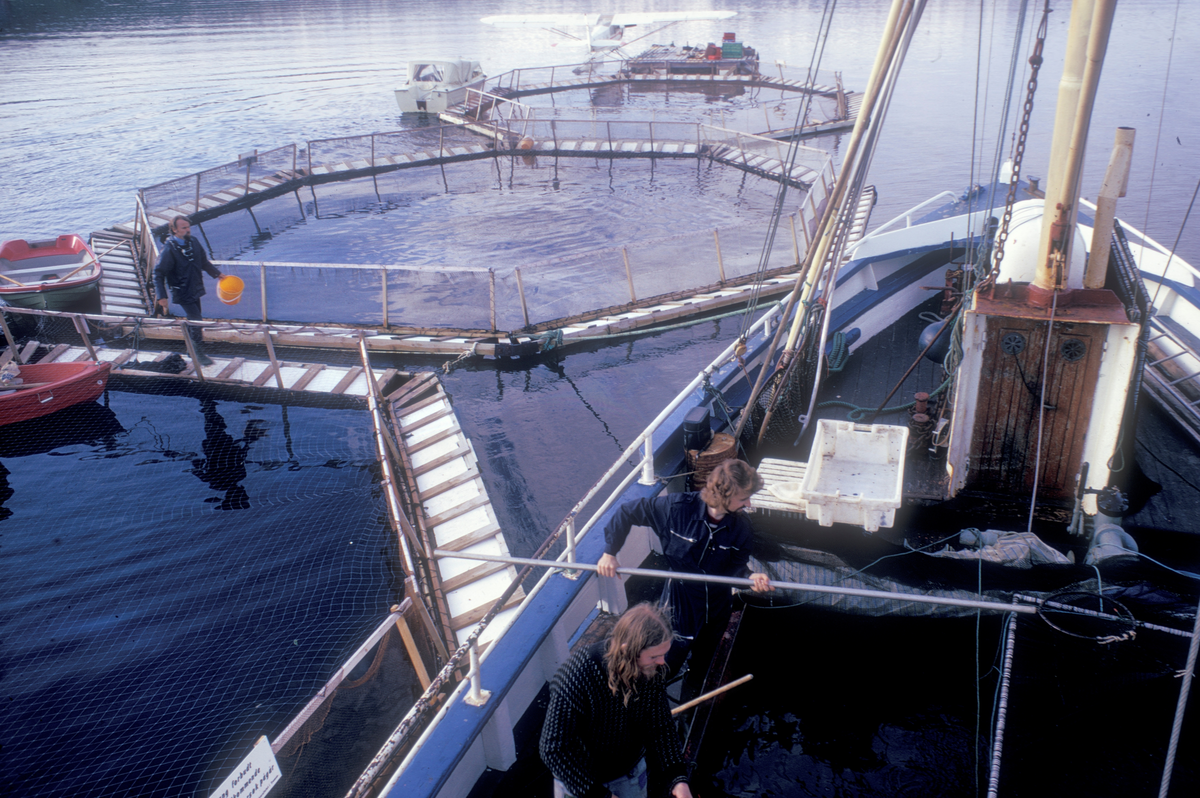 Unifisk, Tromsø 1974 : Åttekantede tremerder på vannet, brønnbåt ligger langsmed