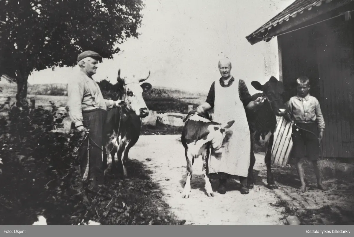 Teglveksarbeiderfamilie med kyr. Bilde er fra Ravneveien 10, Evje i  Rolvsøy 1934.
Johan Zakariassen, kona Hilma Jakobsen, dattersønn Bjørn Hansen (født i 1922). Familien eide ikke jord, Hilma gikk med ljå og slo gress på dikekanter og i haver. Dessuten kjøpte familien høy og leide beite av teglverkene. "Fjøs" hadde de i uthuset.