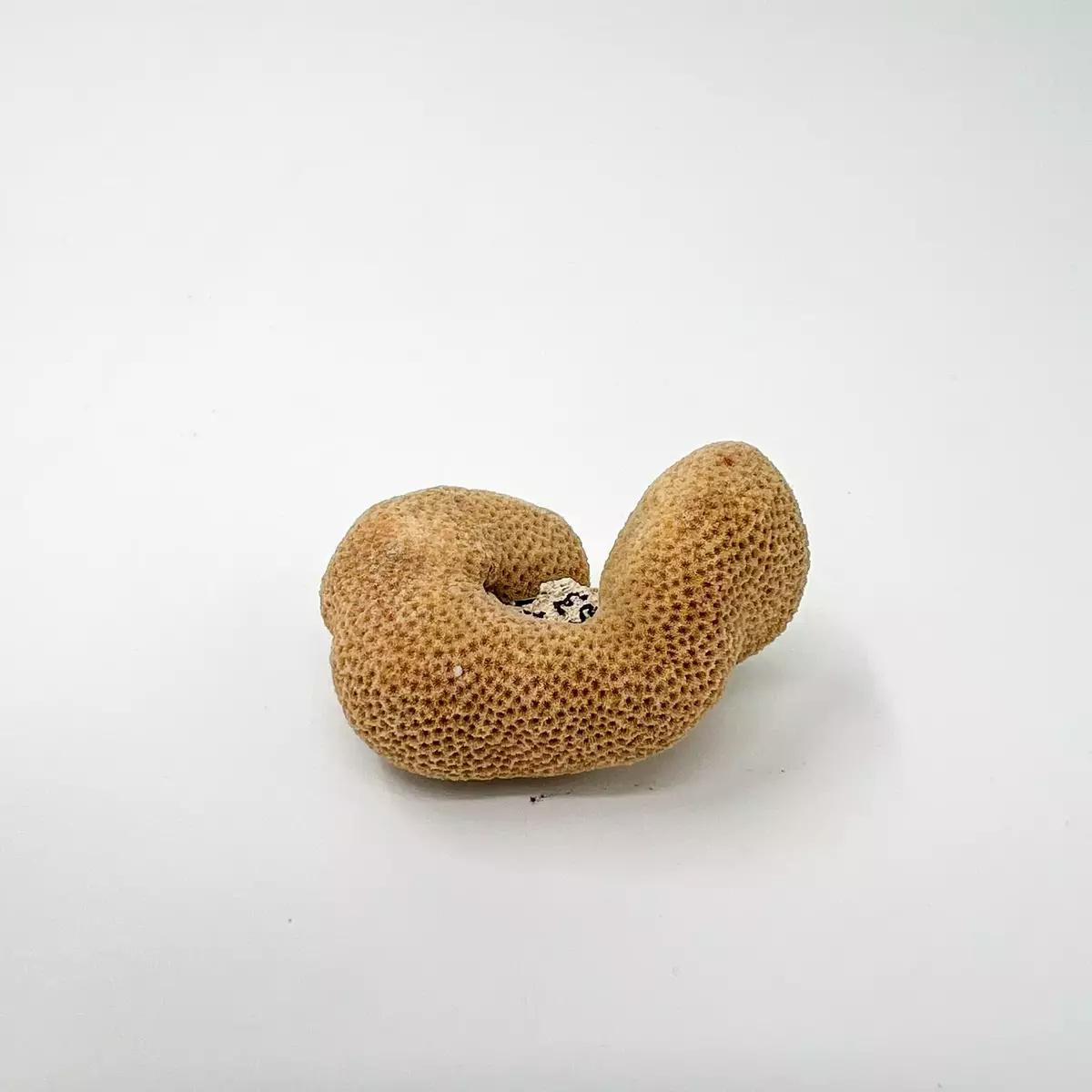 Svamp? Vattenlevande, brunm rik på porer, 5 x 3 cm