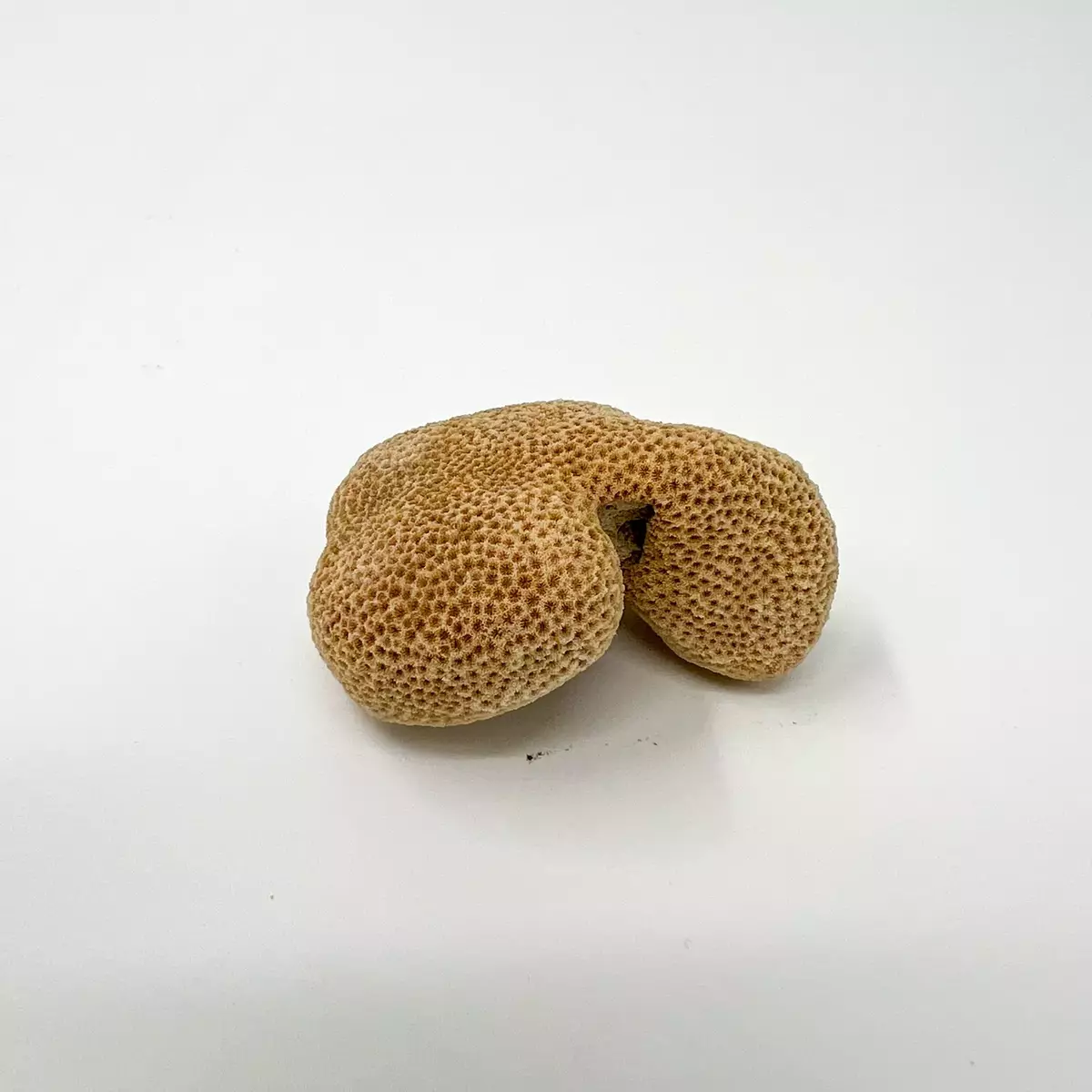 Svamp? Vattenlevande, brunm rik på porer, 5 x 3 cm
