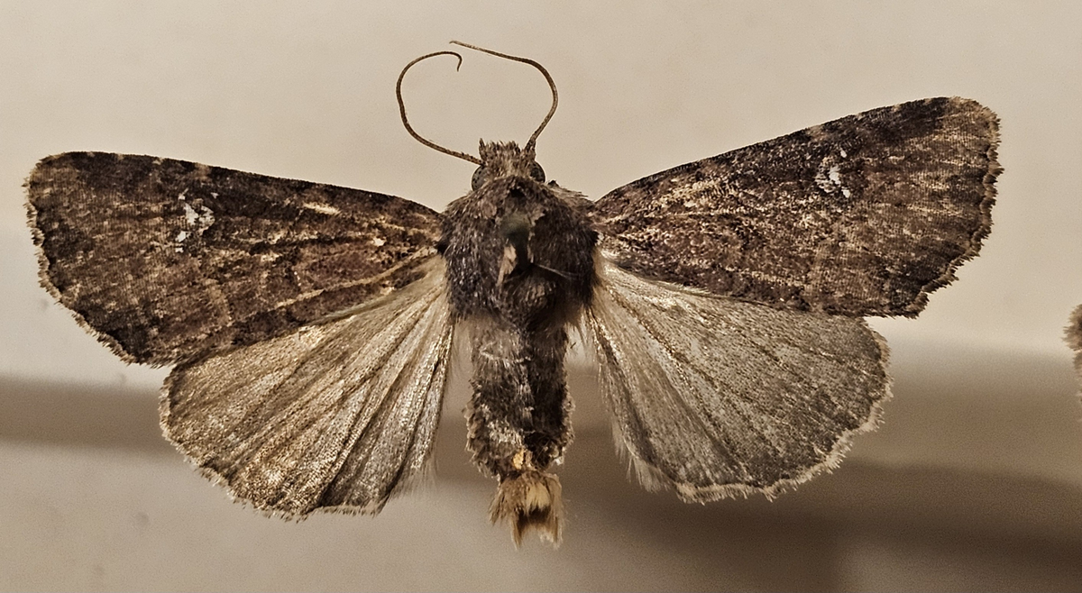 Fjäril på insektsnål. 
Tillhör huvudgrupp Lepidoptera
Tillhör familj Noctuidae\Cucullinae
Släkte/art: Mesapamea secalis
Adult

Ursprungsland: Sverige
Fyndplats: 

Ur Hackwitz samling

På etiketten står: Hadena secalis