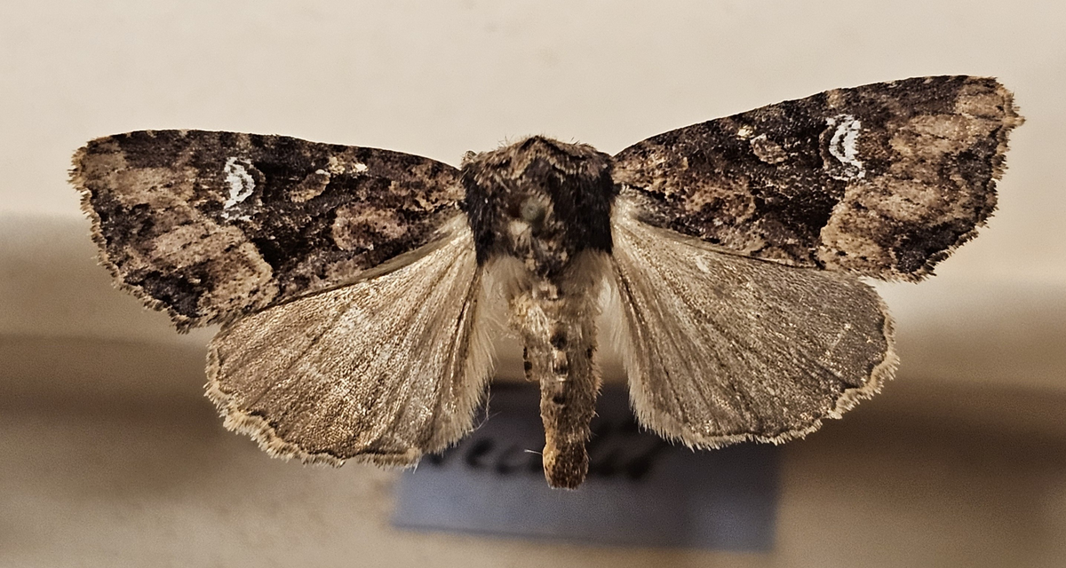 Fjäril på insektsnål. 
Tillhör huvudgrupp Lepidoptera
Tillhör familj Noctuidae\Cucullinae
Släkte/art: Mesapamea secalis
Adult

Ursprungsland: Sverige
Fyndplats: 

Ur Hackwitz samling

På etiketten står: Hadena secalis