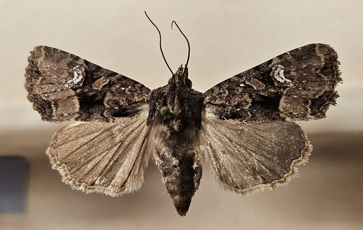 Fjäril på insektsnål. 
Tillhör huvudgrupp Lepidoptera
Tillhör familj Noctuidae\Cucullinae
Släkte/art: Mesapamea secalis
Adult

Ursprungsland: Sverige
Fyndplats: 

Ur Hackwitz samling

På etiketten står: Hadena secalis