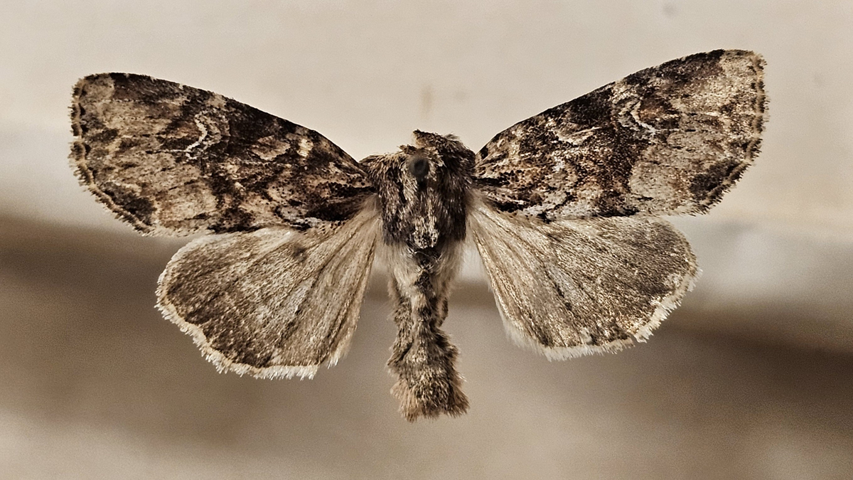 Fjäril på insektsnål. 
Tillhör huvudgrupp Lepidoptera
Tillhör familj Noctuidae\Cucullinae
Släkte/art: Mesapamea secalis
Adult

Ursprungsland: Sverige
Fyndplats: 

Ur Hackwitz samling

På etiketten står: Hadena secalis