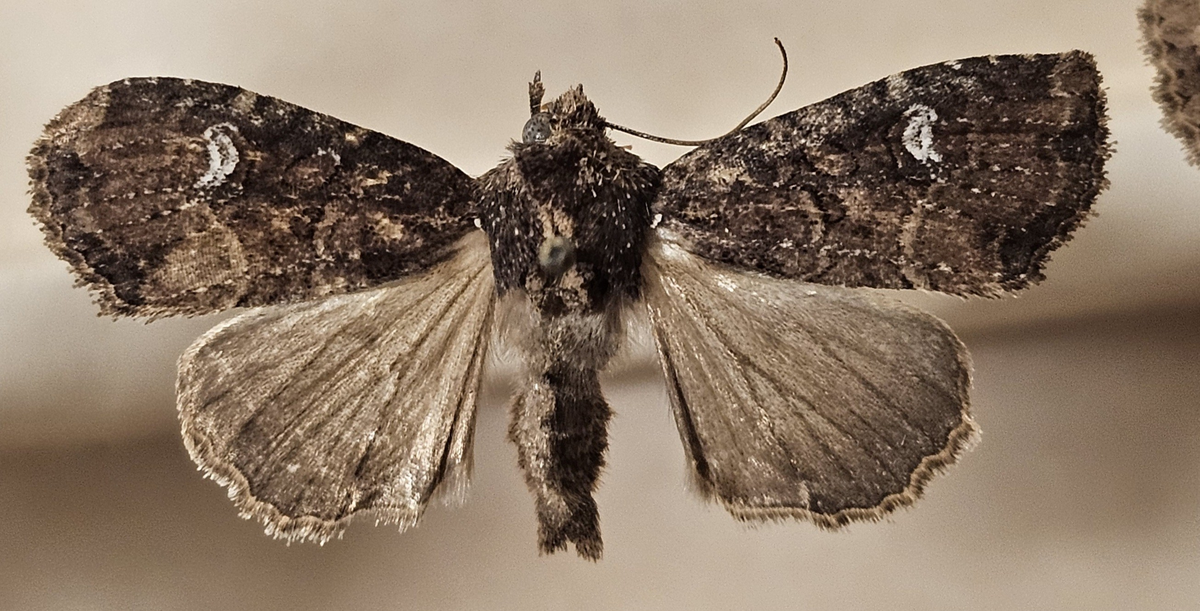 Fjäril på insektsnål. 
Tillhör huvudgrupp Lepidoptera
Tillhör familj Noctuidae\Cucullinae
Släkte/art: Mesapamea secalis
Adult

Ursprungsland: Sverige
Fyndplats: 

Ur Hackwitz samling

På etiketten står: Hadena secalis
