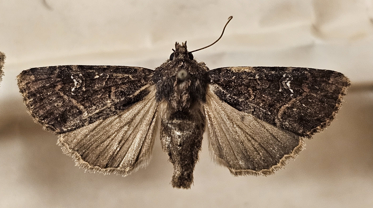 Fjäril på insektsnål. 
Tillhör huvudgrupp Lepidoptera
Tillhör familj Noctuidae\Cucullinae
Släkte/art: Mesapamea secalis
Adult

Ursprungsland: Sverige
Fyndplats: 

Ur Hackwitz samling

På etiketten står: Hadena secalis