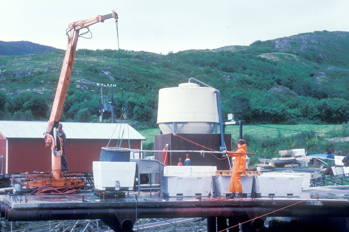 Bjugn, 1986, SIMO : To menn på kaia, i arbeid med håv og kran