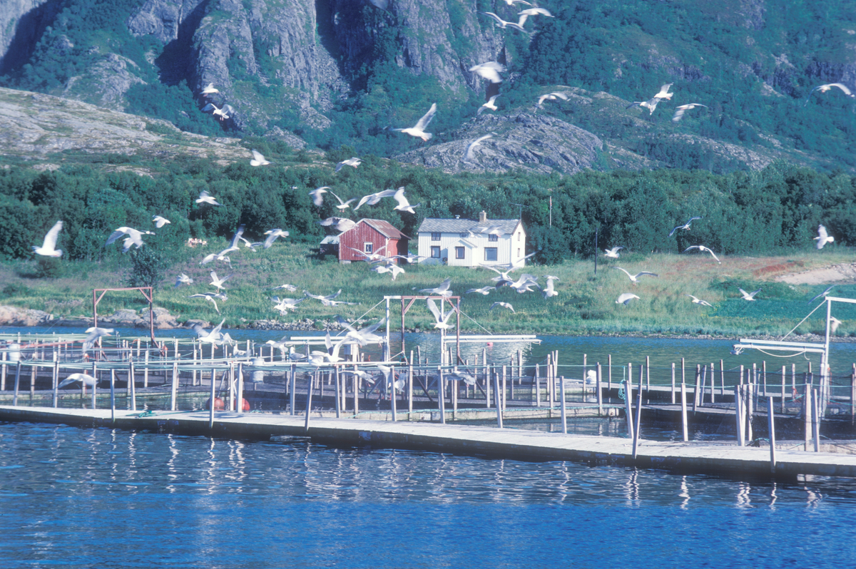 Bjugn, 1986, SIMO : Merder flyter på vannet, måker sirkler rundt