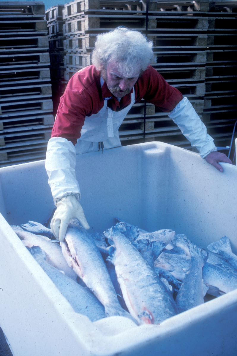 Bjugn, 1986, SIMO : En mann arbeider med frossen fisk