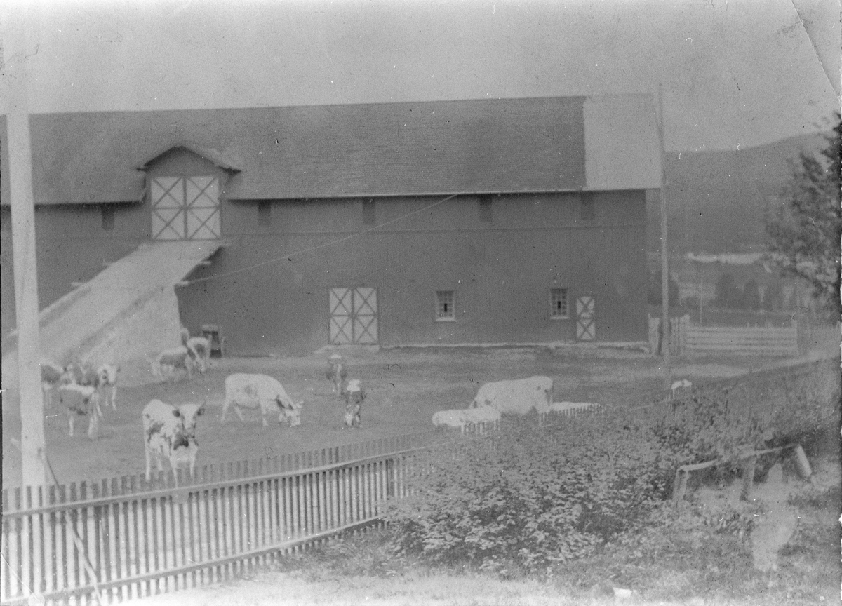 Tunet på Nordre Sund, med Telemarkskyr og låven i bakgrunnen. Før 1930.