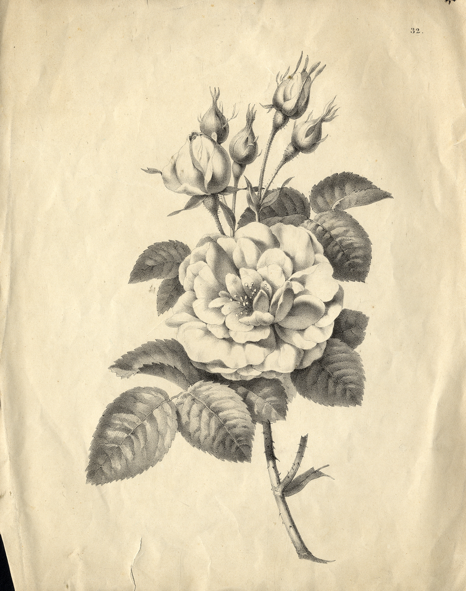 5 st. mönsterblad med blommor, blad och frukter.
2 litografier, 1 blyertsteckning och 1 kolteckning.


Inskrivet i huvudbok 1940.