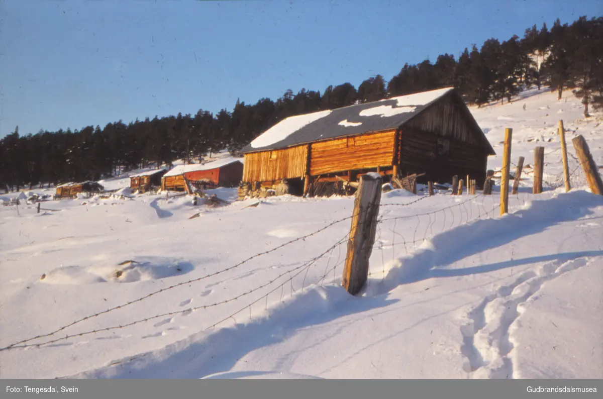 Stamsetra om vinteren