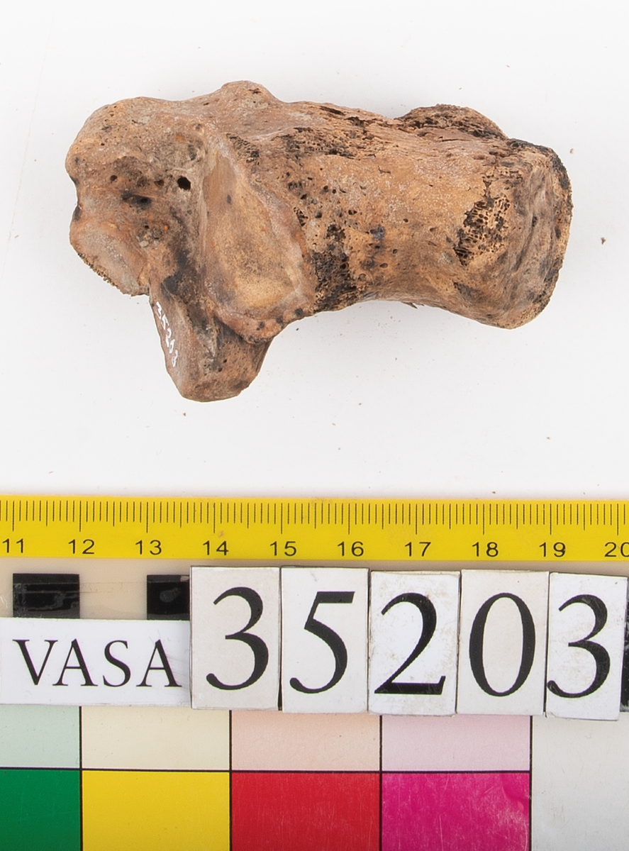 Hälben, höger. Något smuligt.
Calcaneus, dexter.