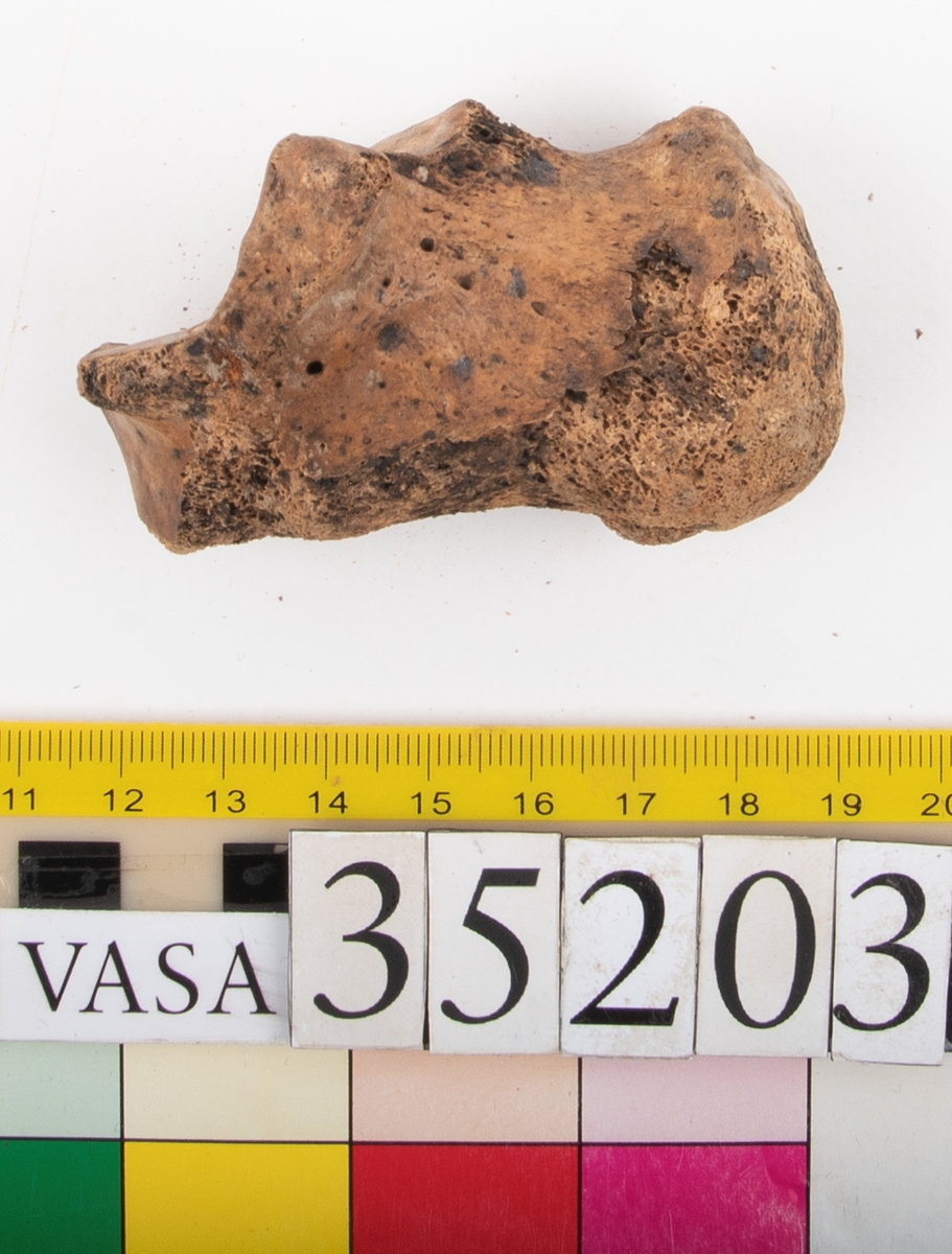 Hälben, höger. Något smuligt.
Calcaneus, dexter.