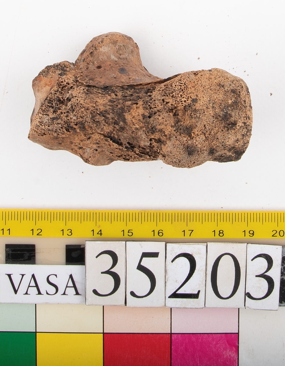 Hälben, höger. Något smuligt.
Calcaneus, dexter.