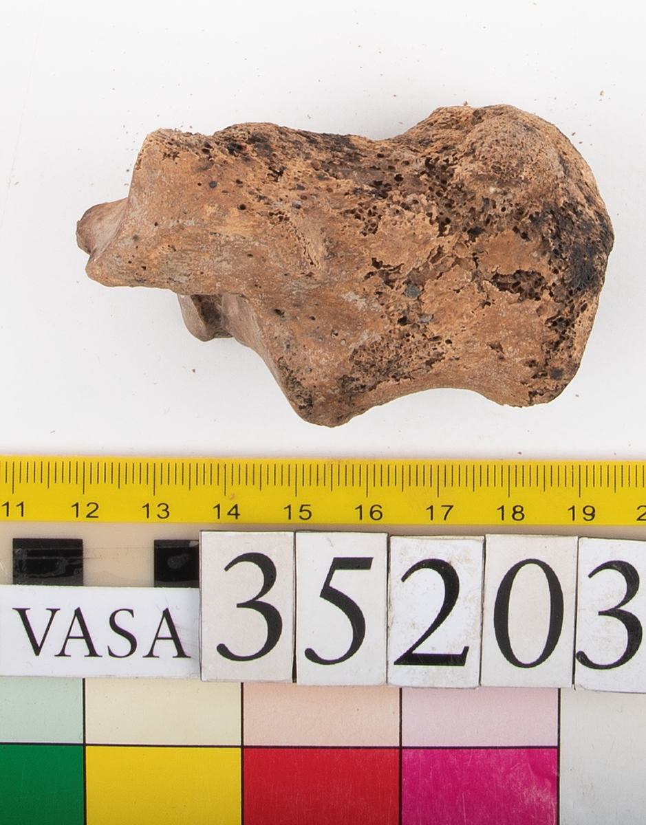 Hälben, höger. Något smuligt.
Calcaneus, dexter.