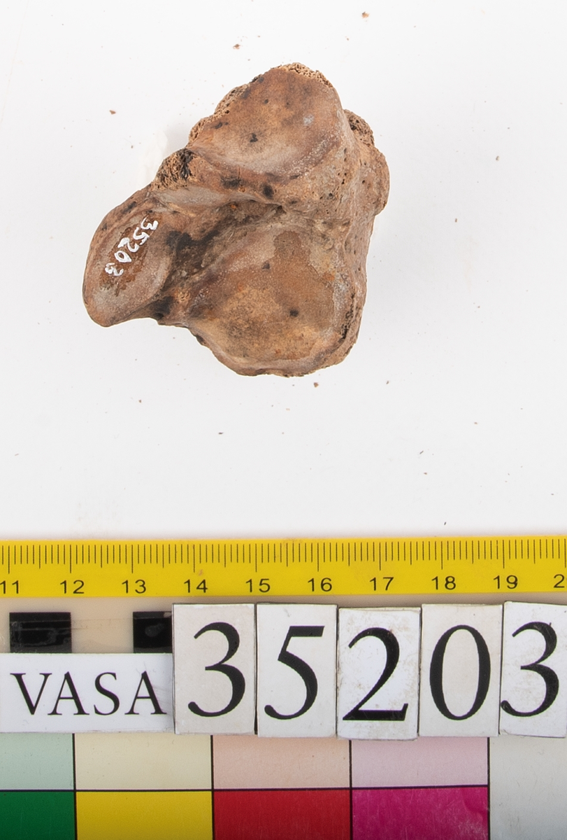Hälben, höger. Något smuligt.
Calcaneus, dexter.