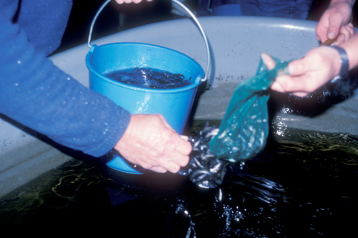 1992 (?), Bjugn-Texdal-Elverum : Håndtering av fiskeyngel