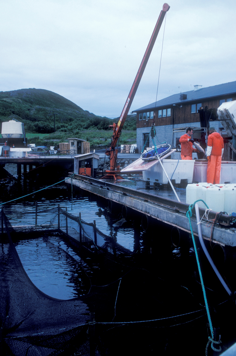 Bjugn, 1985, SIMO : To menn i arbeid på kaia