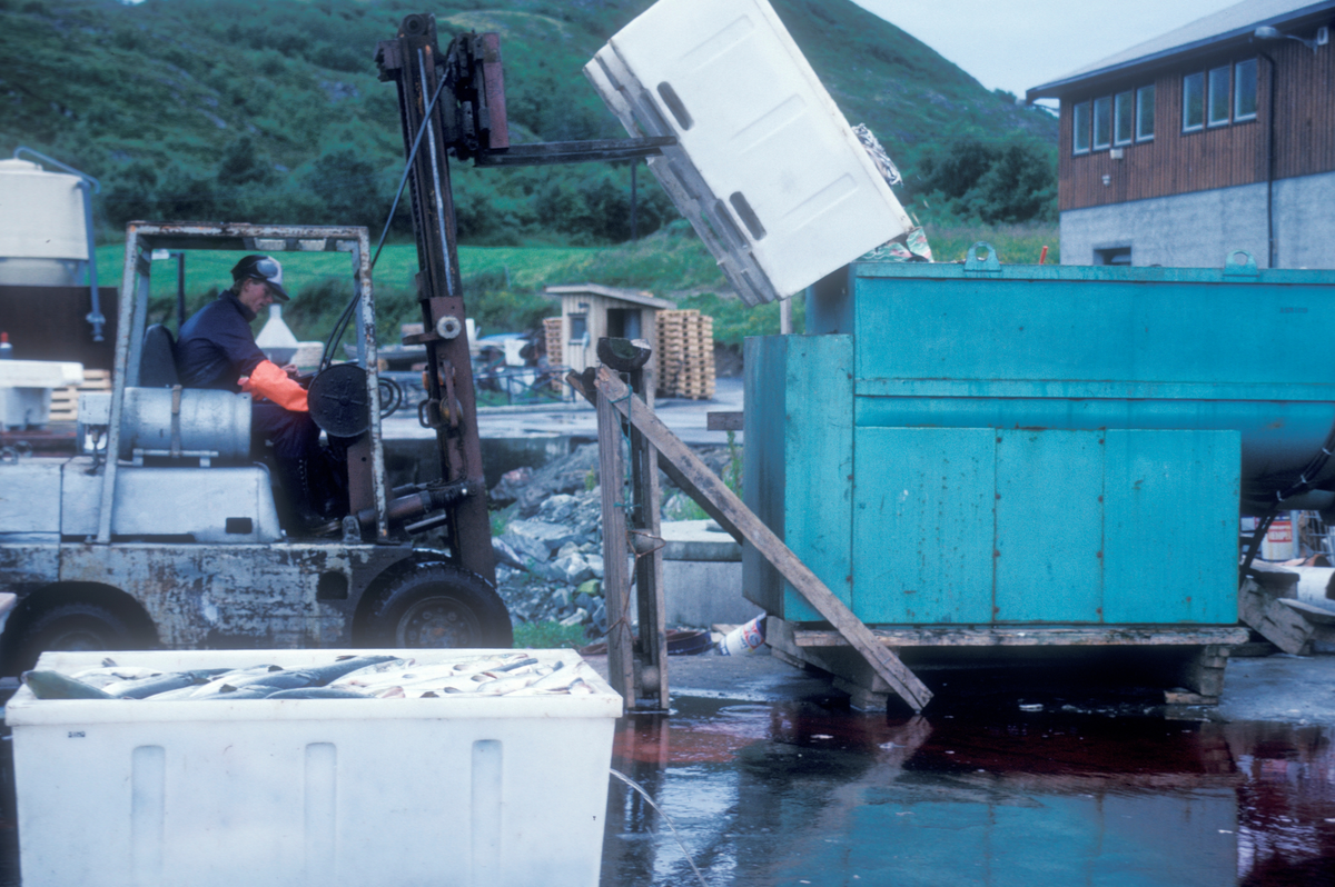 Bjugn, 1985, SIMO : En mann kjører truck på kaia