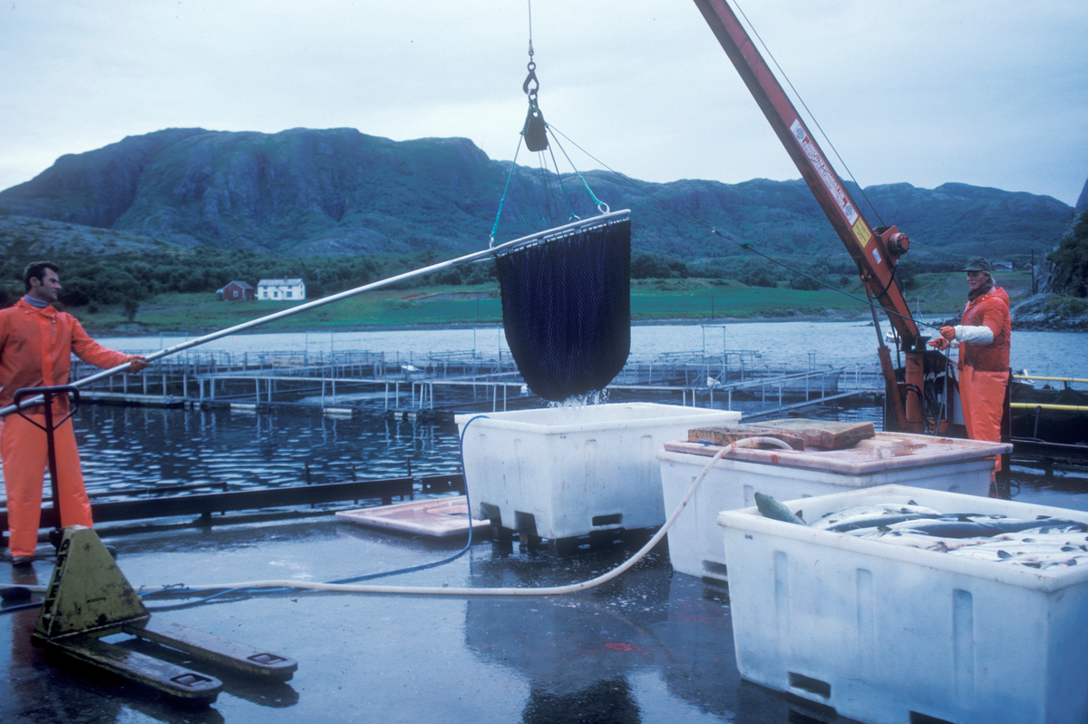 Bjugn, 1986, Simo : Fisk håves fra merdene over i kar på land