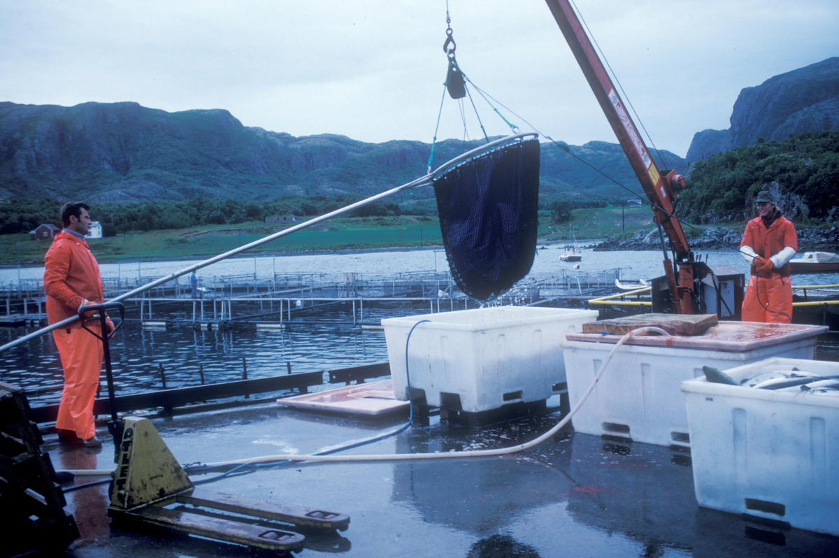 Bjugn, 1986, Simo : Fisk håves fra merdene over i kar på land