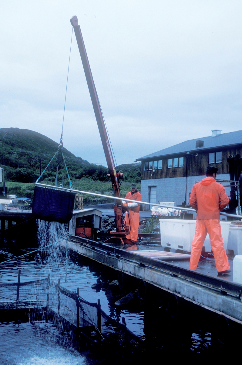 Bjugn, 1986, Simo : Fisk håves fra merdene over i kar på land