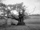 Den så kallade Högmo-eken strax söder om Bjärka Säby. Förevigad i oktober 1921.