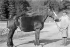 Vagnshästen Borni A på Bjärka Säby. Fotograferad i oktober 1926.