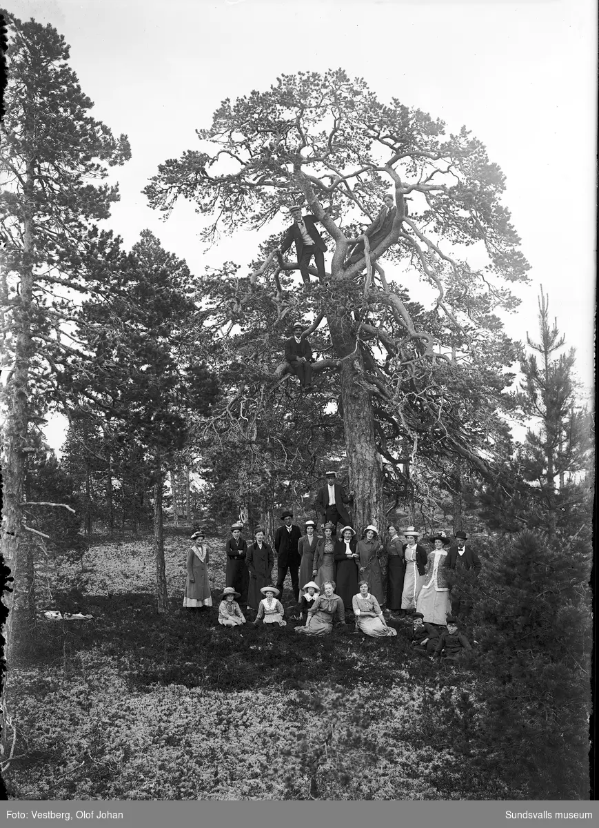 Tre bilder från en båtutflykt till ön Skigan i Juniskärs skärgård. Gruppbilder på land där en del i sällskapet klättrat upp i en knotig tall.