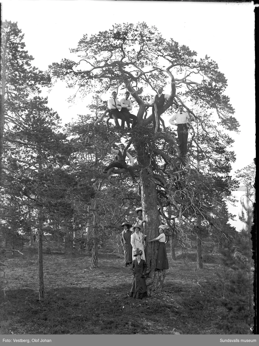 Tre bilder från en båtutflykt till ön Skigan i Juniskärs skärgård. Gruppbilder på land där en del i sällskapet klättrat upp i en knotig tall.