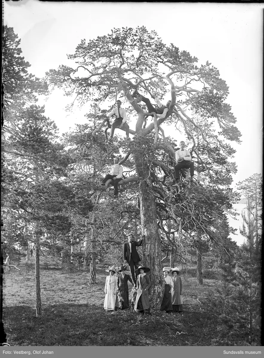 Tre bilder från en båtutflykt till ön Skigan i Juniskärs skärgård. Gruppbilder på land där en del i sällskapet klättrat upp i en knotig tall.