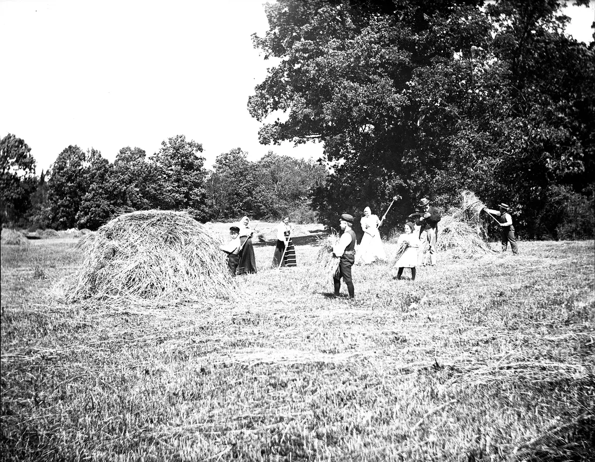 "SjoÌˆstugans befolkning pÃ¥ hoÌˆbaÌˆrgning 13 juli 1899. Morfar vid lien, pappa, mamma, Mathilda, Hugo, Karl, Nelly och Susanna NejstrÃ¶m."
Bilden togs troligen av Axel Pehrson som bodde i SjÃ¶stugan, SÃ¤tra, pÃ¥ somrarna. SjÃ¶stugan lÃ¥g vid den gamla bryggan.