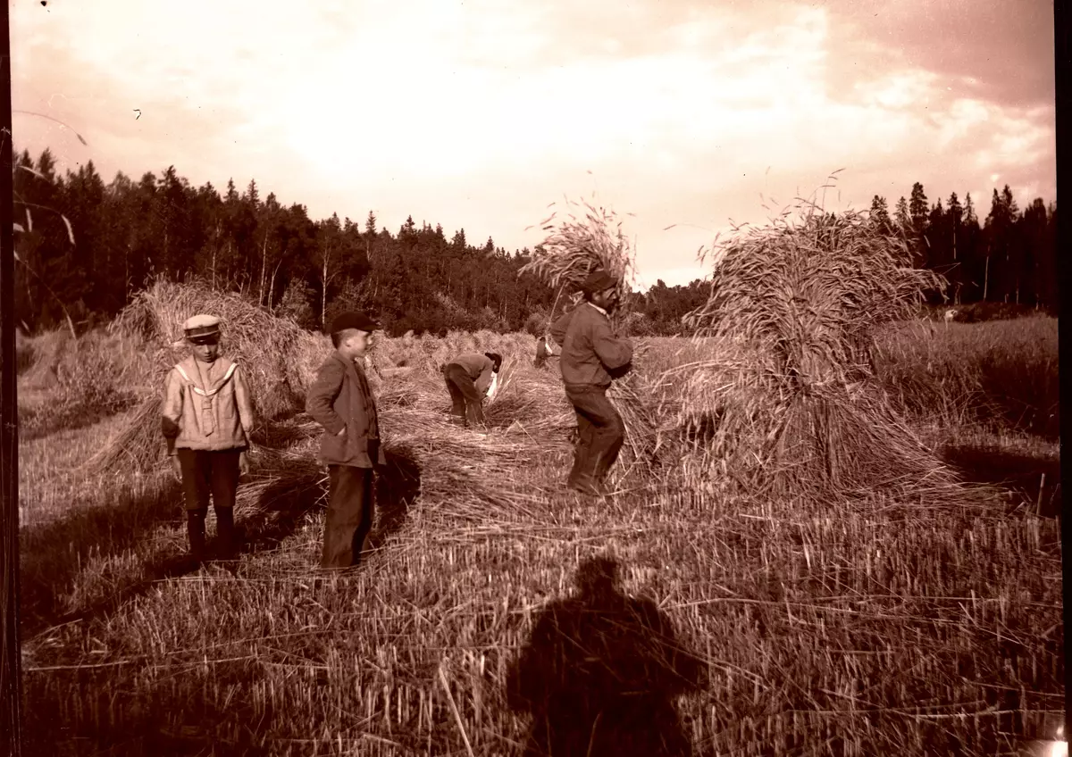 "Rågen slås på Sätraäng. Den 3 augusti 1899."
Fotot troligen taget av Axel Pehrson, sommargästvid Sjöstugan, Sätra äng, Danderyd."