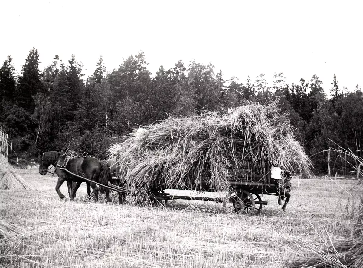 "Rågen köres hem på Sätraäng. Den 14 augusti 1899."
Fotot troligen taget av Axel Pehrson, sommargäst vid Sjöstugan, Sätra äng, Danderyd.