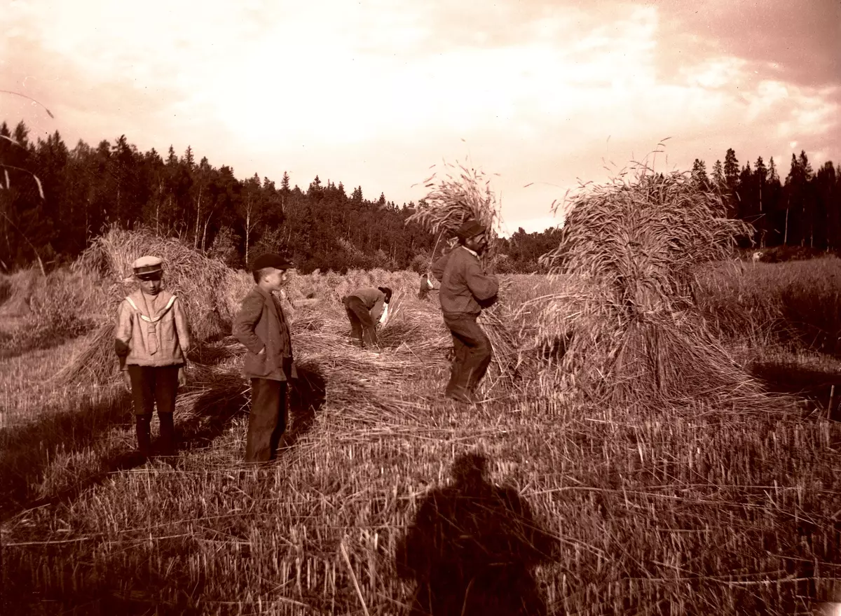 "Rågen slås på Sätraäng. Den 3 augusti 1899."
Fotot troligen taget av Axel Pehrson, sommargästvid Sjöstugan, Sätra äng, Danderyd."