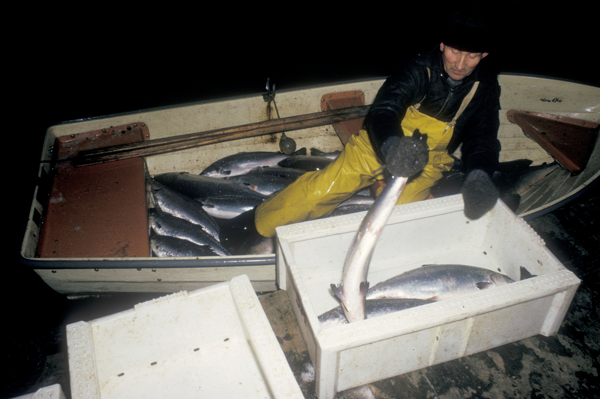 En mann i robåt, løfter fisk over i en kasse som står på land.