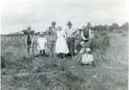 Kolbäck sn.
Skördearbete, c:a 1910-1915.