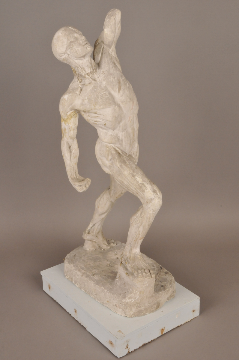 Anatomistudie [Skulptur]