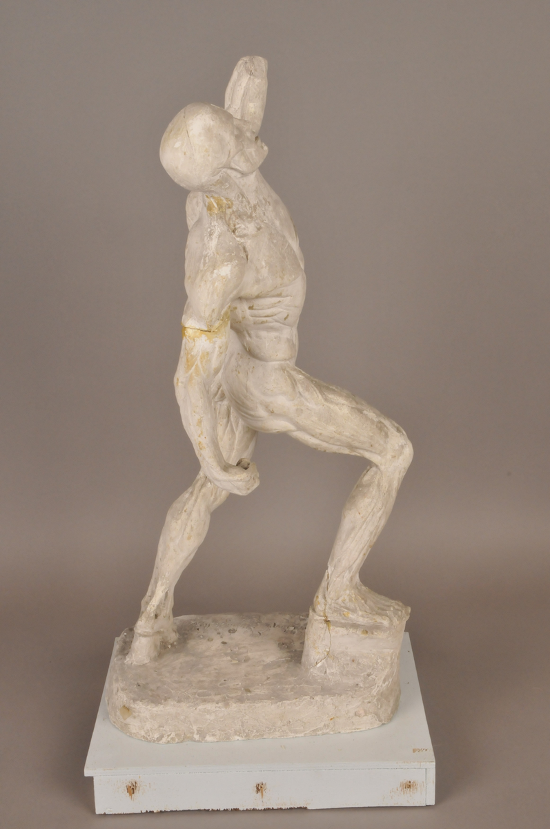 Anatomistudie [Skulptur]
