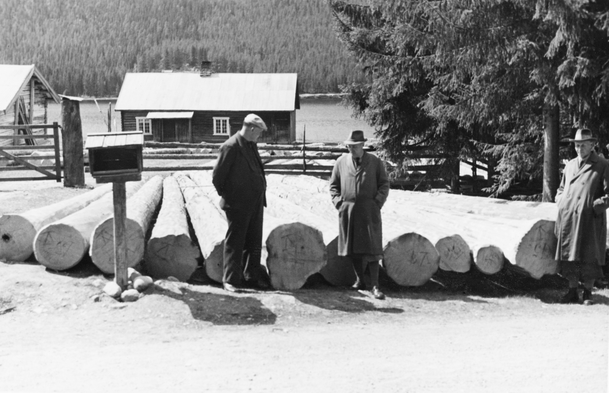 Tømmervelte med grovt, barket furuvirke som skal ha vært levert av skogeier Kaare Hovind Sjølie (1887-1953) på Nordre Løsset i Åmot.  Bildet er tatt våren 1942.  Fotografen har tatt bildet på tvers av en bilveg mot rotendene av tømmerstokkene, som er florlagt.  Dimensjonen på stokkene varierer, men enkelte av dem hadde en rotdiameter som rakk de karene som hadde tatt oppstilling tett inntil godt opp på lårene.  I bakgrunnen ser vi, bak et gjerde med ei grind, et enetasjes våningshus og gavlen på en bygning som kan se ut til å ha vært et fjøs.  Nedenfor ligger et vannspeil, antakelig sørenden av Storsjøen, med tett barskog i lia på motsatt side. 