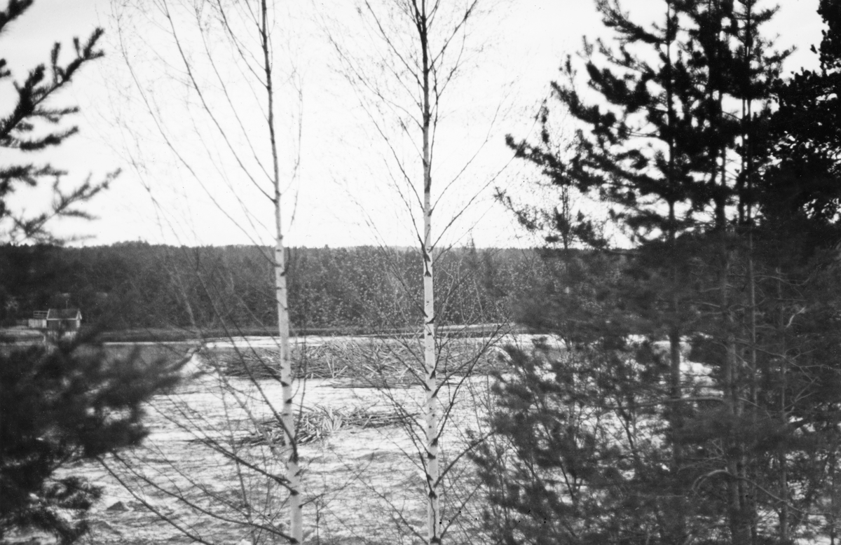 Tømmervaser ved kraftverksdammen ved Skjefstadfossen i Heradsbygda i Elverum.  Fotografiet er tatt gjennom småskogen ved elvebredden, antakelig på østsida av elva.  Mellom de bladløse vårgreinene på bjørkene i forgrunnen ser vi hvordan tømmeret har lagt seg opp, dels mot damkrona, dels også tilsynelatende på grunner like ovenfor denne.  På motsatt side av elva ligger det et par hus lengst til venstre i bildet, ellers preges landskapet av lave, barskogbevokste åser. 