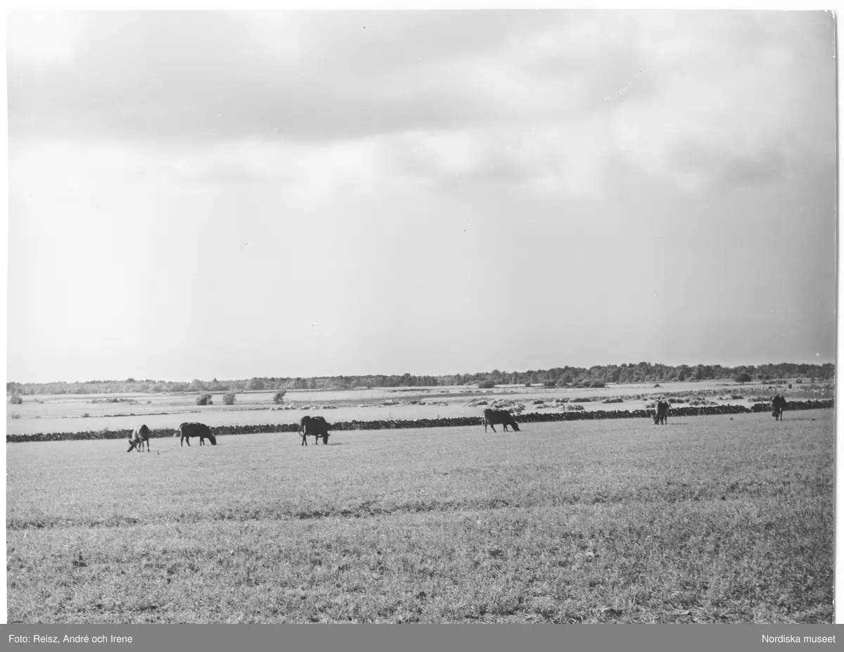Stora Alvaret på Öland, en del av världsarvet Södra Ölands odlingslandskap.